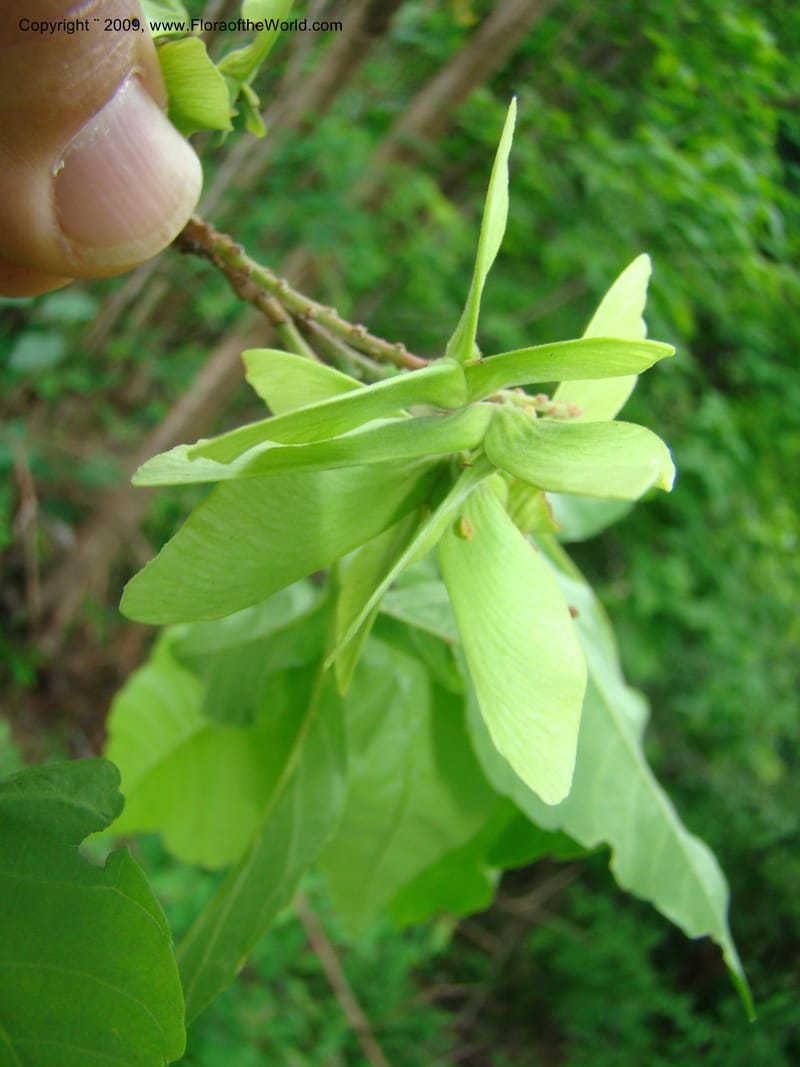 Thouinidium, WDStevens27328--Nicaragua. N.Segov. N of Ocotal, rd to Las Manos. 18 Jun 08. 035.jpg