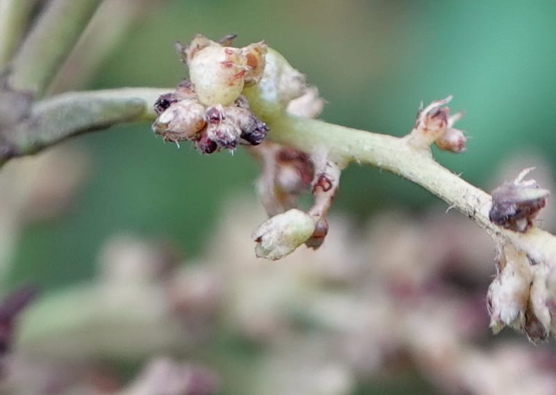 Wendlandia ligustrina, D. Boufford 44129--China. Yunnan. Meizi Lake Park. 3 May 2018. DSC01424 (222).JPG