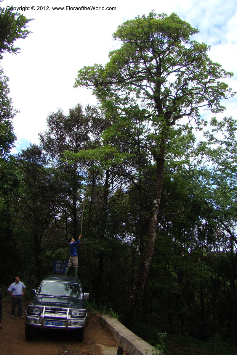 Diplopanax vietnamensis, Regalado 1726--Viet Nam. Thua Thien Hue Prov. Phu Loc Distr. Bach Ma. 13 Apr 09. 008.jpg