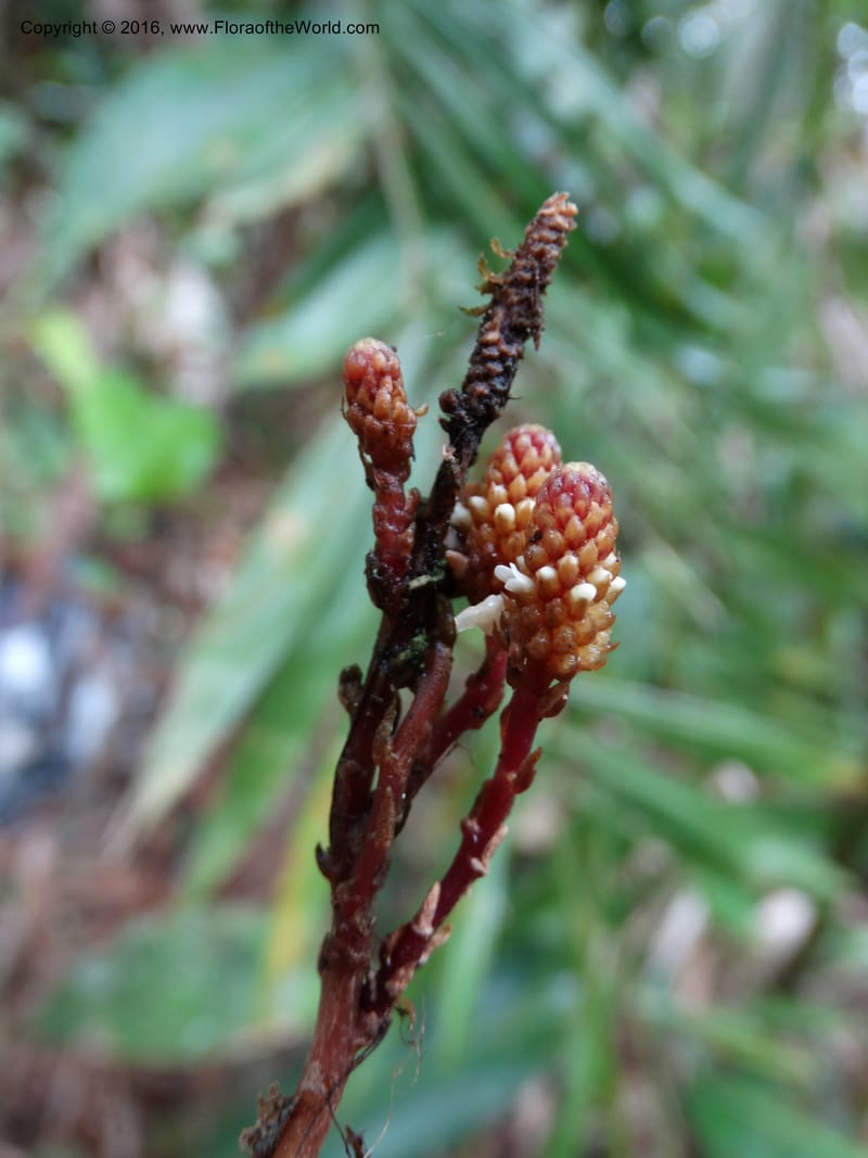 Epirixanthes, Davidson, C 12753--Sabah. Hampuan FR. 13 Oct 2014. DSC04689 (12).JPG
