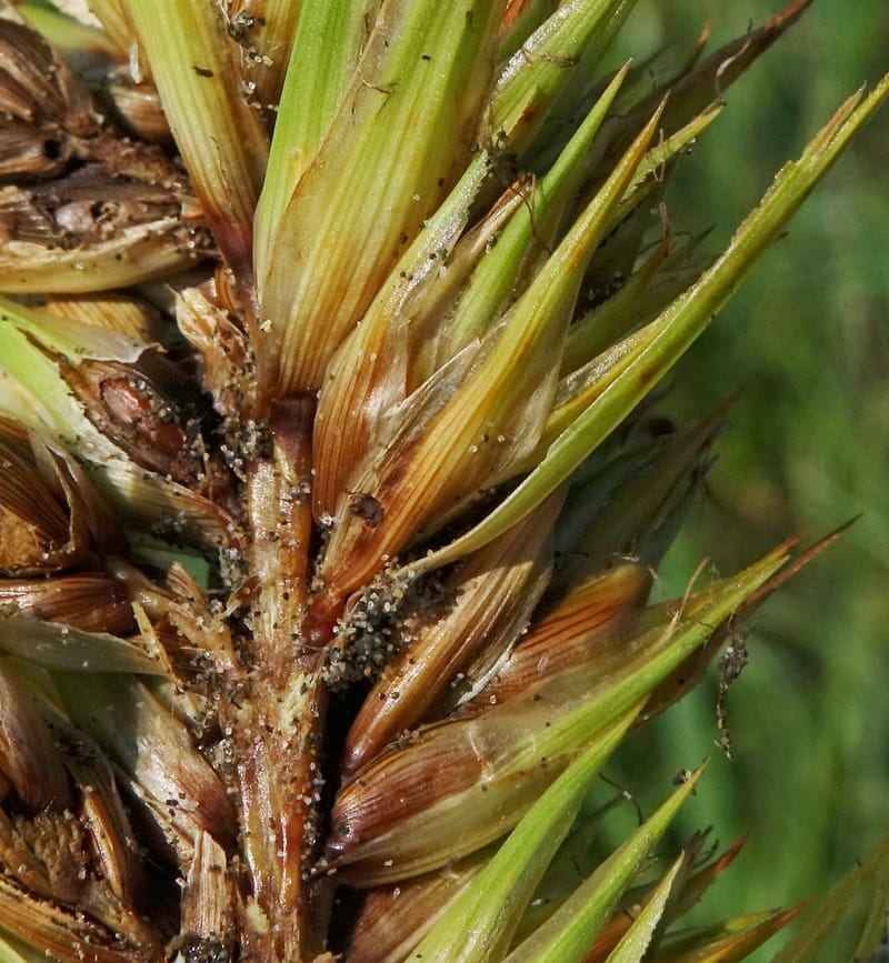 Carex macrocephala var. kobomugi--Japan. Hokkaido. Toyotomi-cho. 4 Aug 2016. DSC01106 (40).JPG