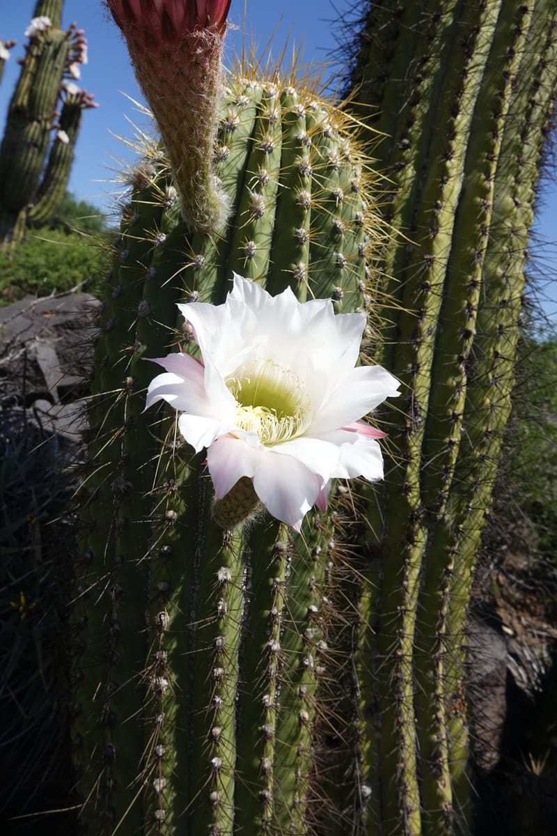 Trichocereus terscheckii--Argentina. Hwy 150, S of Ischigualasto. 7 Feb 2018. DSC09263 (23).JPG