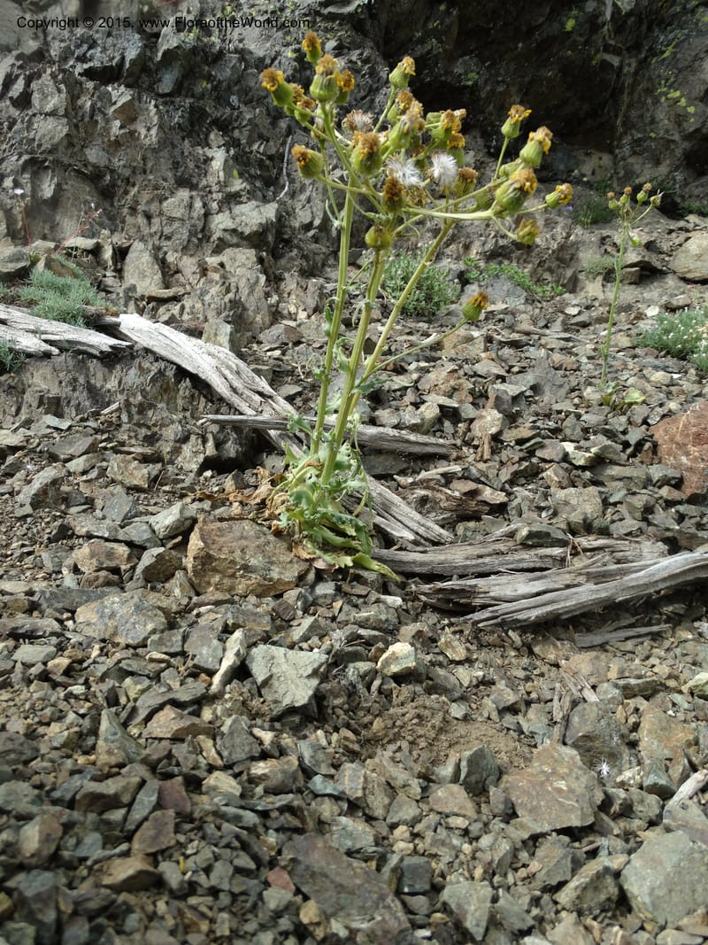 Senecio, Davidson, C 12598--ID. Idaho Co. Seven Devils Camp Ground. 15 Jul 2014. DSC00113 (323).JPG