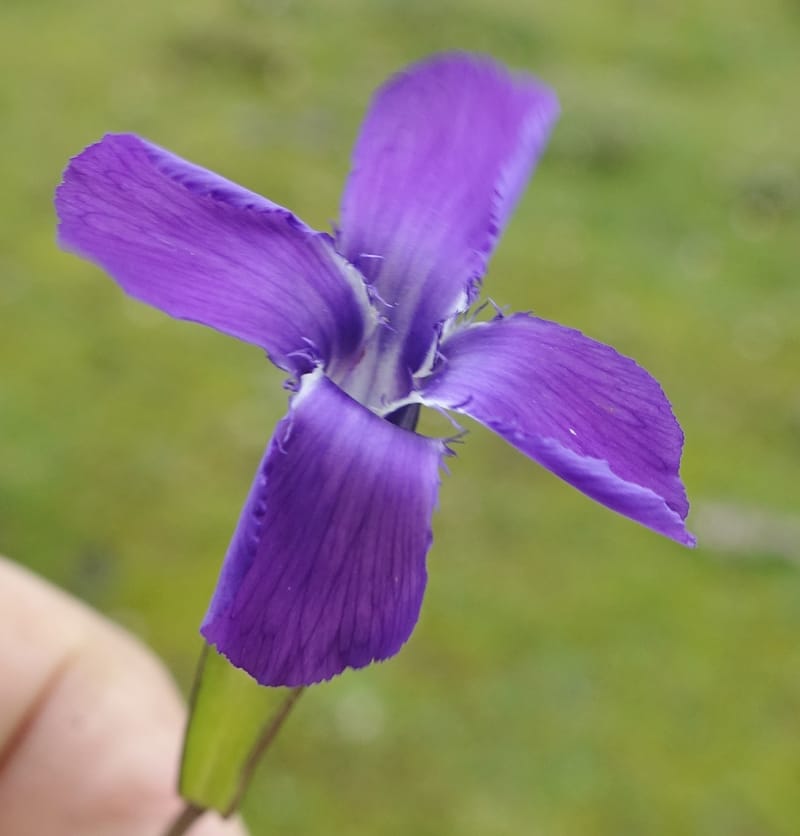 Gentianopsis paludosa var paludosa, D. Boufford 44046--China. Sichuan. Yajiang Xian, between Litang and Yajiang. 16 Aug 2017. DSC06537 (47).JPG