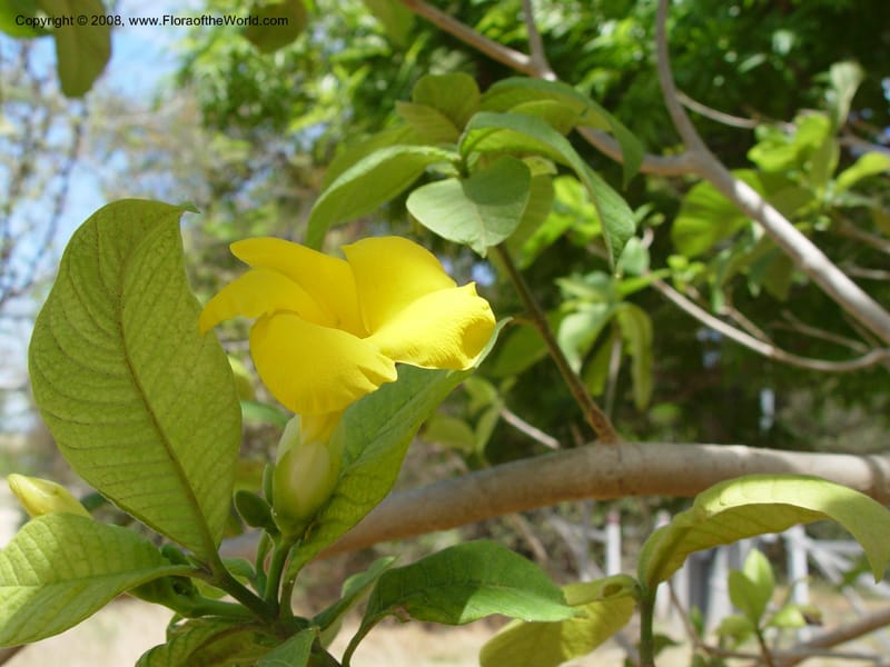 Stemmadenia obovata--Costa Rica. Palo Verde Biol. Sta. 30 Mar 04. 025.jpg