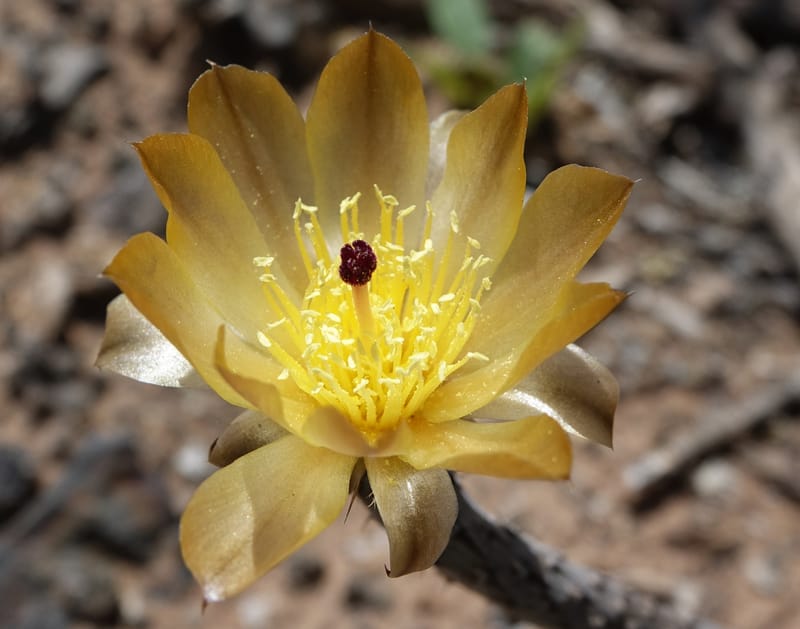 Pterocactus tuberosus--Argentina. Hwy 150, S of Ischigualasto. 7 Feb 2018. DSC09263 (80).JPG