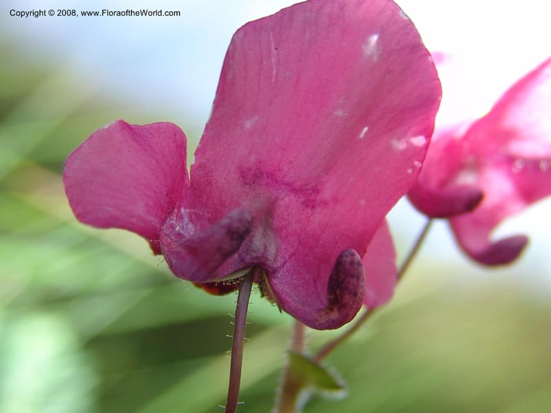 Diascia barberi--So.Africa. E. Cape. R58 SE of Barkly East.10 Mch 05. 213.jpg