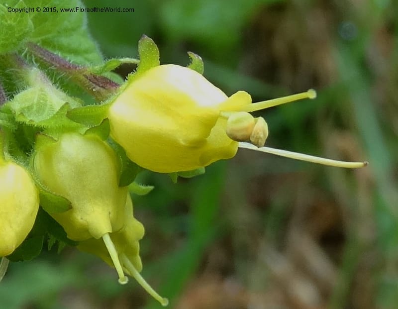 Scrophularia chrysantha, Davidson, C 12494--Georgia (Caucasus). Koslitavi, branch of Merisi Gorge. 11 Jun 2014. DSC08456 (187).JPG