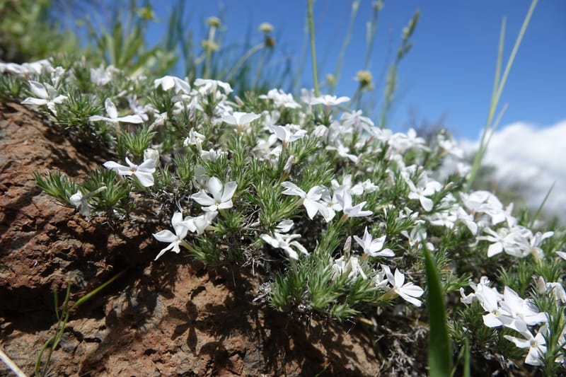 Phlox hoodii, C. Davidson 13543--ID. Blaine Co. Rock Creek Preserve. TNC. 13 May 2017. DSC00171 (43).JPG