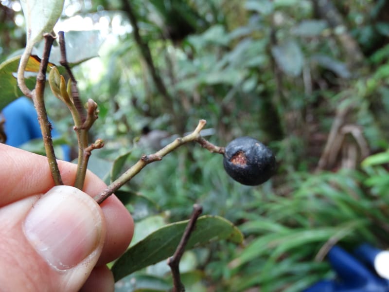 Cryptocarya turbinata, Munzinger, J 7359--Fiji. Waisali Rainf. Reserve. 4 Nov 2015. DSC08848 (108).JPG