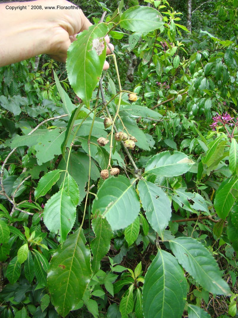 Turpinia occidentalis, NMartinezM2410--MX. Chiapas. Cta. Guapilla-Tapalapa. 13 Sep 08. 196.jpg