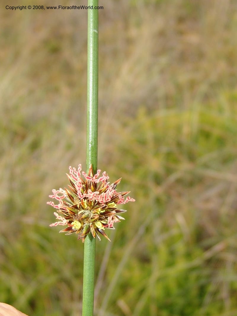 Juncus breweri, CDavidson10911--CA. Mendocino Co.  N of Pt Arena. 25 Jun 06.050.jpg