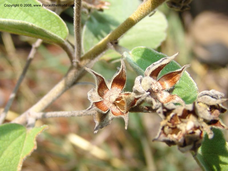 Melhania acuminata--So.Africa. Mpumal. twd Rietfontein. 16 Mch 05. 437.jpg