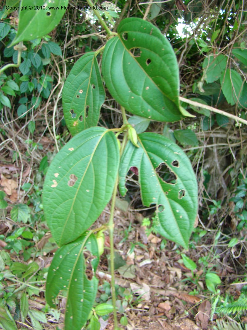 Mendoncia, RAguilar11157--Costa Rica. Puntar. P. Osa. Bahia Chal. 16 Apr 08. 047.jpg