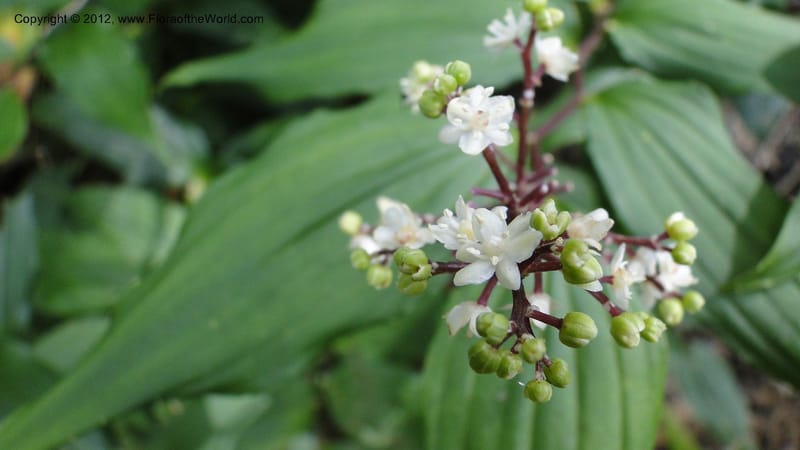 Maianthemum, J. Martinez Melendez 2197--MX. Chiapas. Tres Picos. 19 Sept 2010. 073 (5).jpg