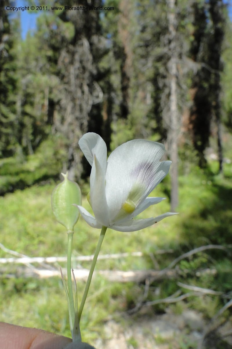 Calochortus eurycarpus, Davidson, C 11905--ID. Valley Co. Lick Creek Rd. 13 Aug 2011. 098 (16).jpg