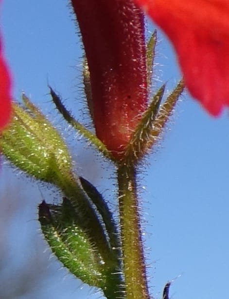 Leschenaultia hirsuta, Davidson, C 13418--Australia. W.A. Tootbardie Rd.-Coorow Rd. 23 Oct 2016. DSC04758 (17).JPG