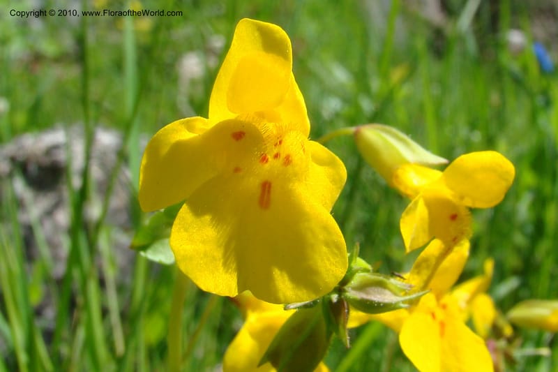 Mimulus guttatus, C. Davidson 11462--ID. Valley Co. Warm Lake. 16 June 2009. 076.jpg