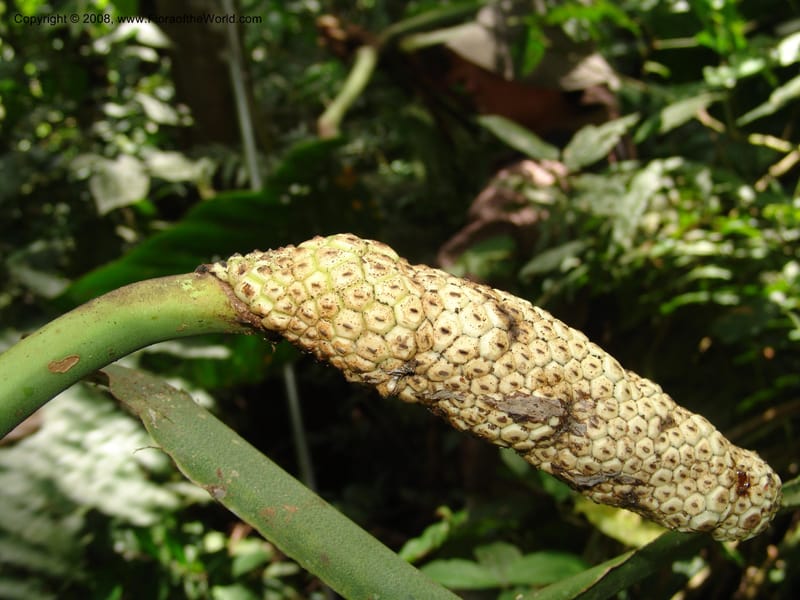 Monstera, RVasquez32988--Peru. Pillcopata. Qbda Pini Pini. 29 Oct 07. 514.jpg