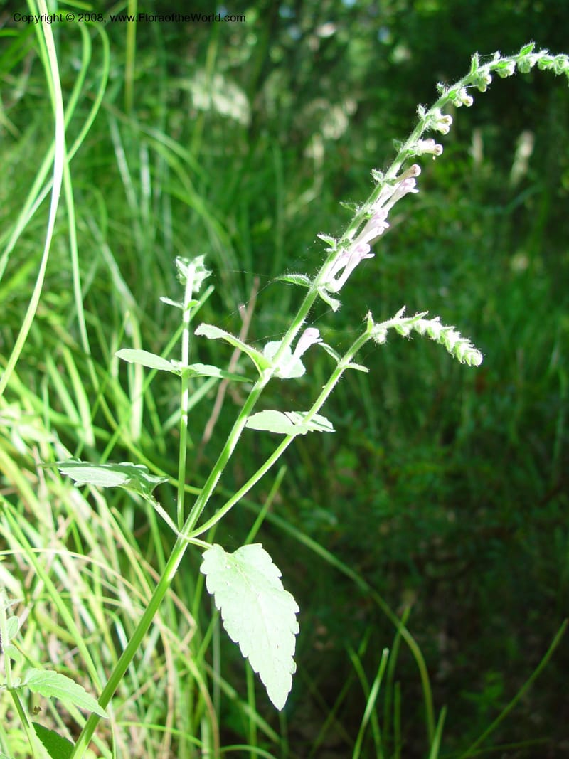 Scutellaria columnae--Italy. Abruzzo. Ris. Torino di Sangro. 5 May 03. 137.jpg