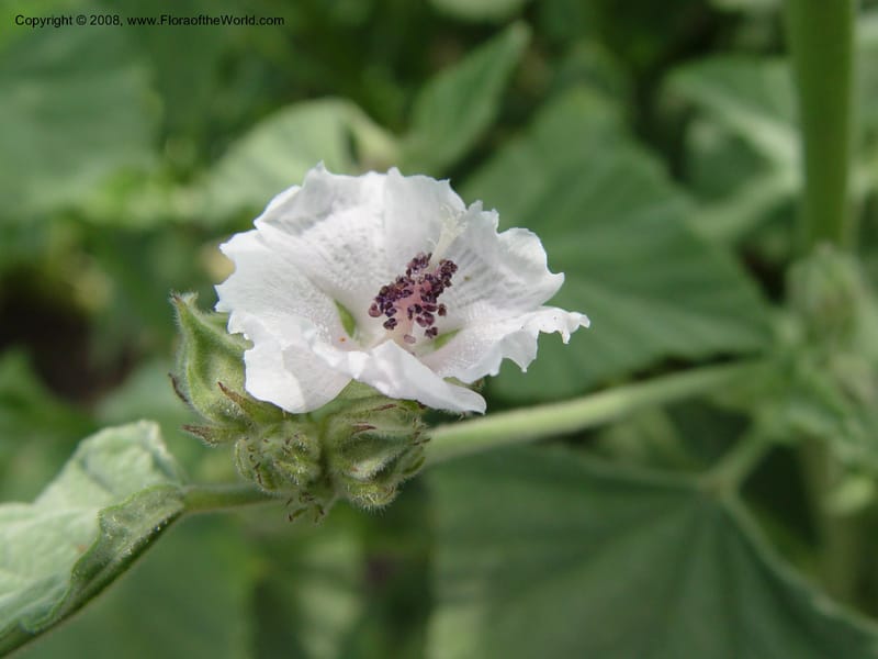 Althaea officinalis--PA. Longwood Gardens. 25 Jun 03. 063.jpg