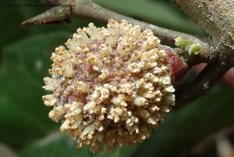 Treculia obovoidea, Davidson, C 12341--Cameroon. Mokoko For. Res. 20 Mar 2014. DSC02622 (263).JPG