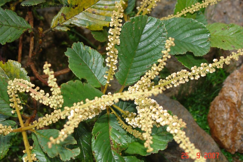 Clethra, D. Neill 16019--Ecuador.Prov.ZamoraC.ResTapichalaca-roadside 25 Sep 2007 172 (5).jpg