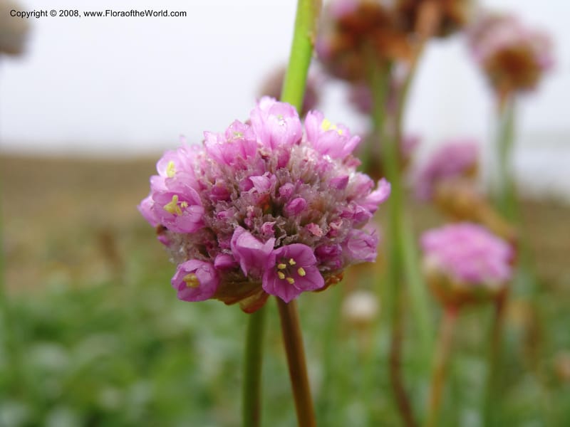 Armeria maritima ssp californica--CA. Mendocino Co. Pt. Arena Light house. 25 Jun 06. 032.jpg