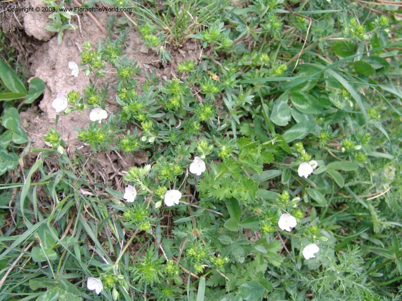 Veronica chamaedrys--Georgia. Kazbeki . Trail-road to Sameba Church. 2 Jun 05. 116.jpg