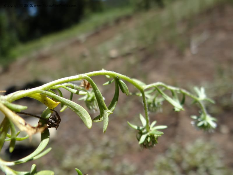 Valeriana, WDS 34165--Chile. P.N. Sieta Tazas. 21 Feb 2013. DSC02254 (65).JPG