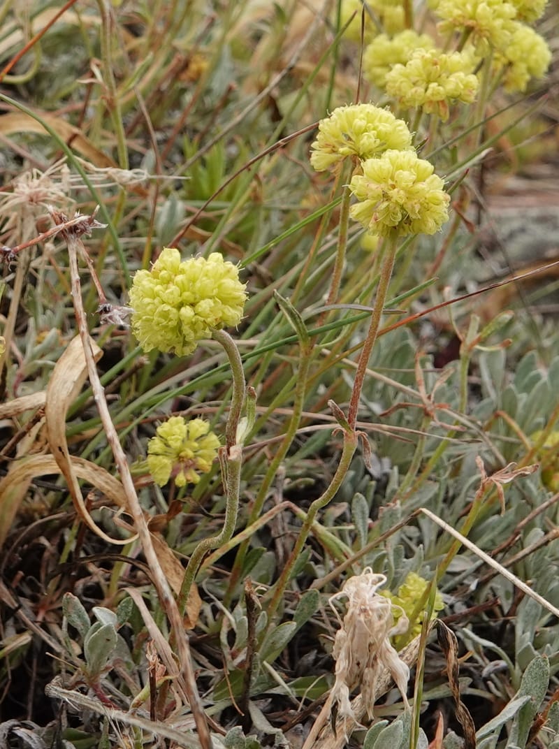 Eriogonum douglasii, C. Davidson 13770--Oregon. Wallowa Co. Upper Camp Creek Canyon. 4 Jun 2018. DSC04733 (100).JPG