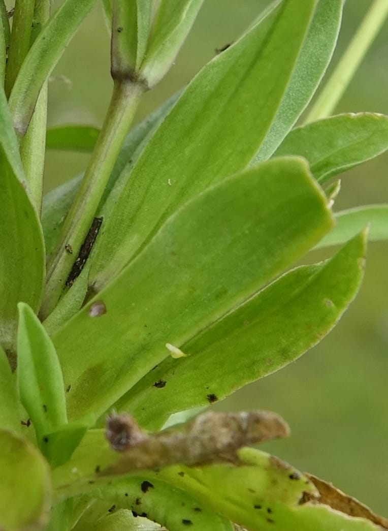 Gentianopsis paludosa var paludosa, D. Boufford 44046--China. Sichuan. Yajiang Xian, between Litang and Yajiang. 16 Aug 2017. DSC06537 (52).JPG