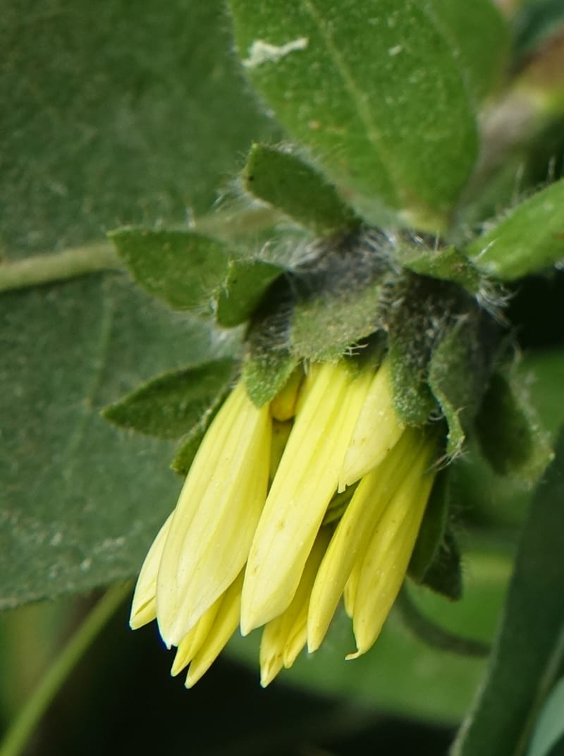 Wyethia amplexicaulis, C. Davidson 13642--ID. Fremont Co. Henry's Fork Lodge. 16 Jun 2017. DSC02055 (8).JPG