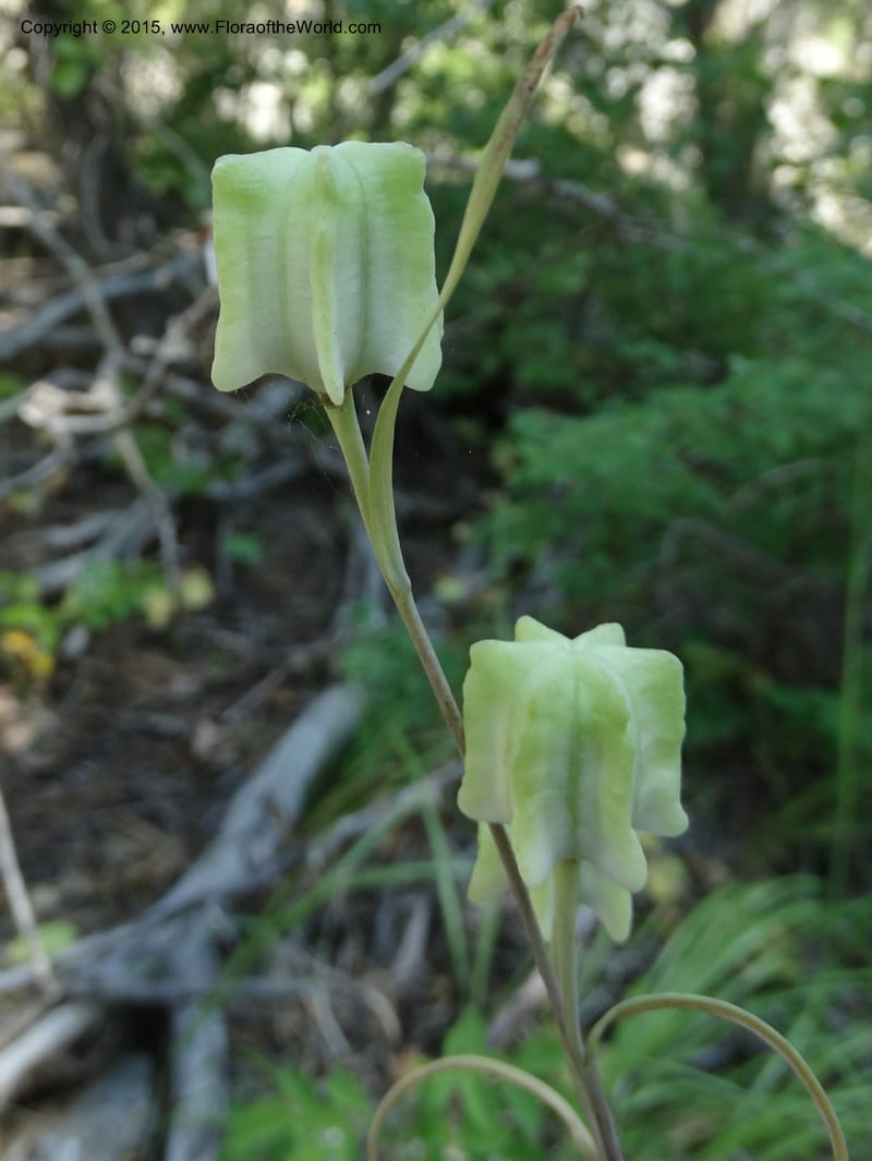 Fritillaria atropurpurea, Davidson, C 12560--Idaho. Valley Co. Payette Lake. Sylvan Beach. 12 Jul 2014. DSC09429 (72).JPG