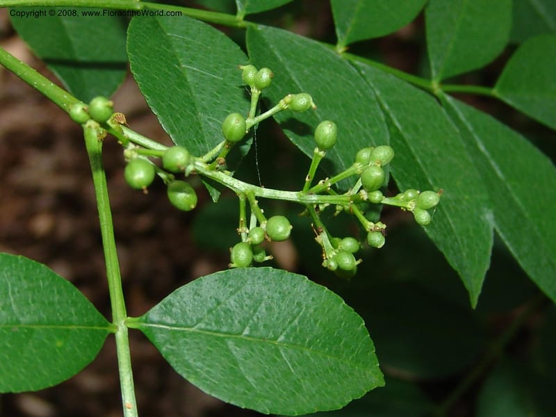 Zanthoxylum simulans--IL. Chicago. Morton Arboretum. 1 Jul 05. 160.jpg