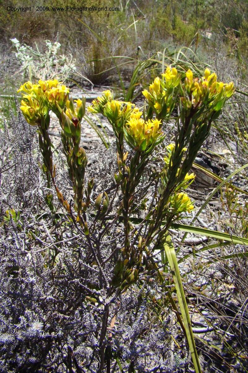 Gnidia, Z. Rogers 1248--South Africa. W. Cape. Grabouw to Kleinmond. 19 Jan 2009. 037.jpg