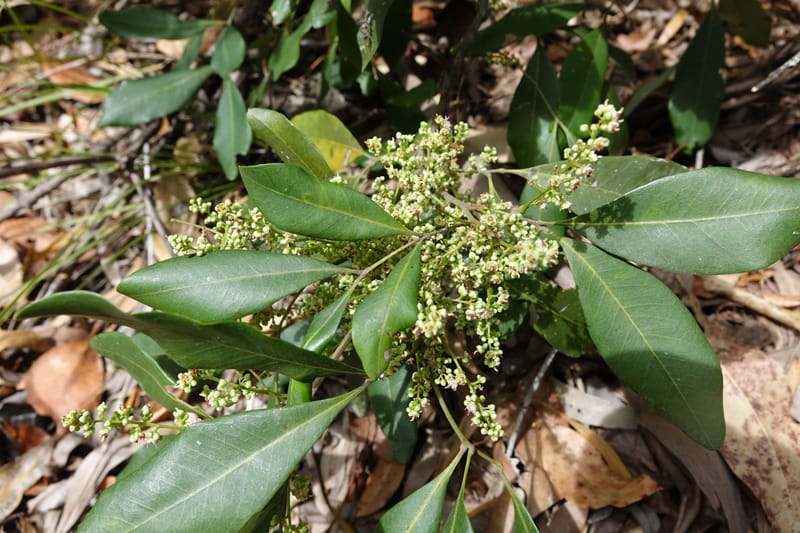 Guioa semiglauca, Davidson, C 13334--Australia. Qld. Austinville Rd. 17 Oct 2016. DSC02705 (19).JPG
