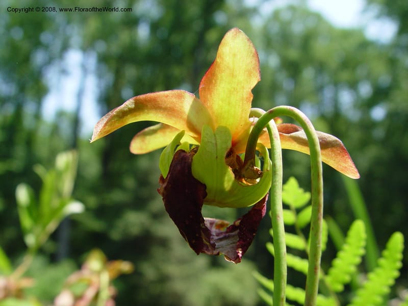 Sarracenia rubra--DE. Mt. Cuba Center. 24 Jun 03. 091.jpg