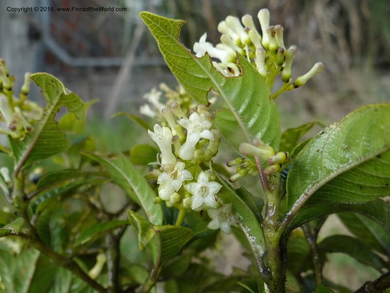 Psychotria, Ulloa, C 2246--Ecuador. Loja. El Tiro. 27 Sep 2012. DSC04675 (95).JPG