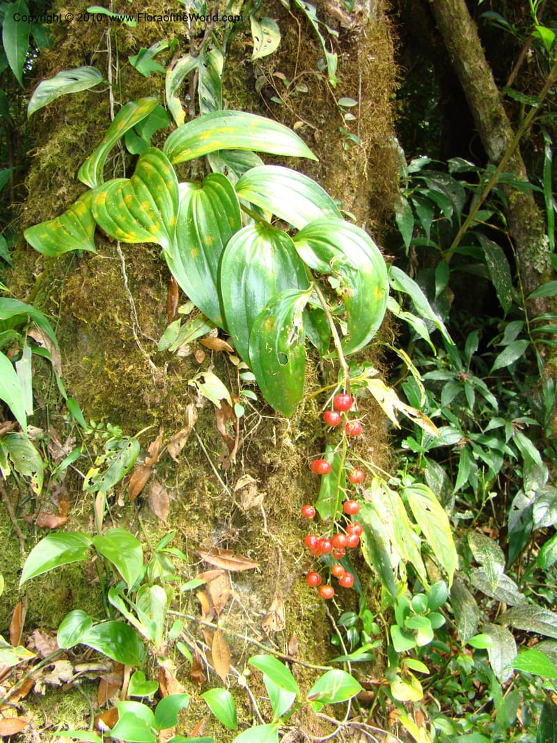 Maianthemum, B. Hemmel 24594--Costa Rica. Hered. Volcan Barva. 9 Apr 08. 316 (1).jpg