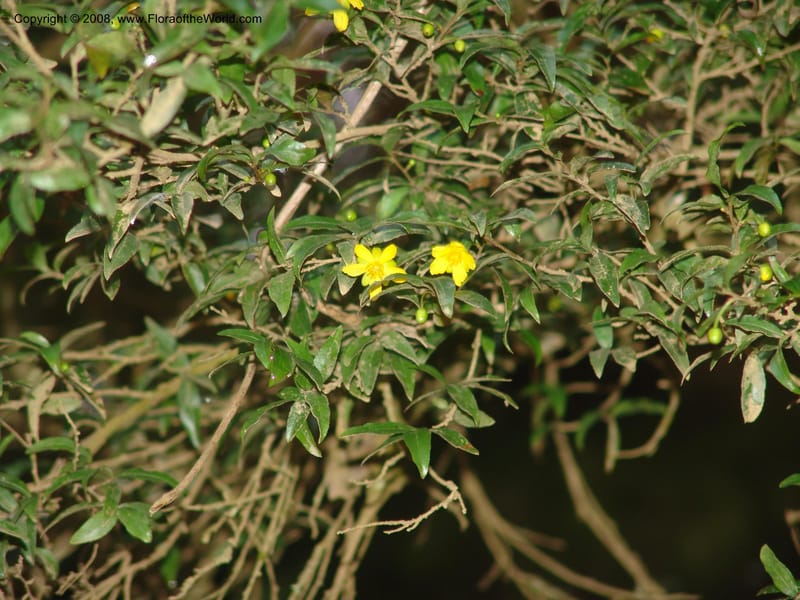 Ochna gomphostigma--So.Africa. Mpumal. Moodie Mts.  18 Mch 05. 262.jpg