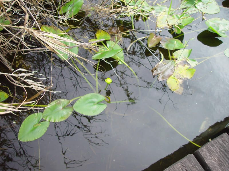 Nuphar advena--FL. Miami-Dade Co. Everglades Nat. Pk. Royal Palm Visitor. Ctr. 15 Jan 03. 032.jpg