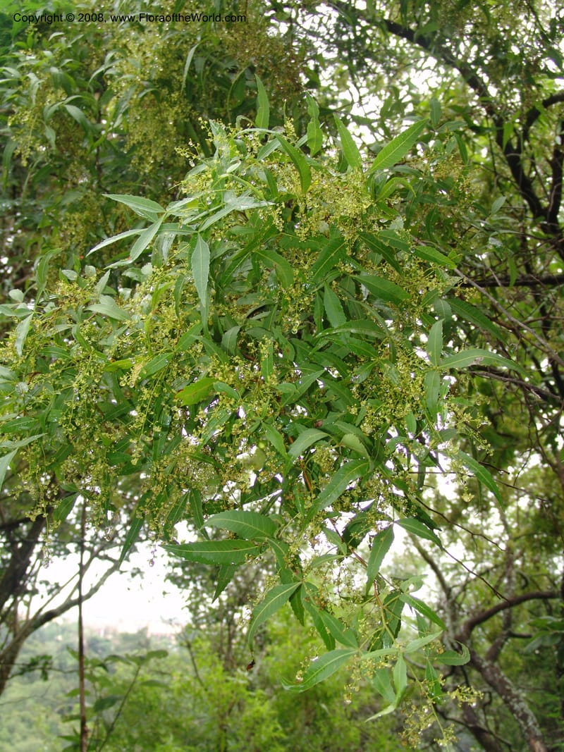 Rhus leptodictya--So.Africa. Lowveld Nat. Bot. Gard. 14 Mch 05. 097.jpg