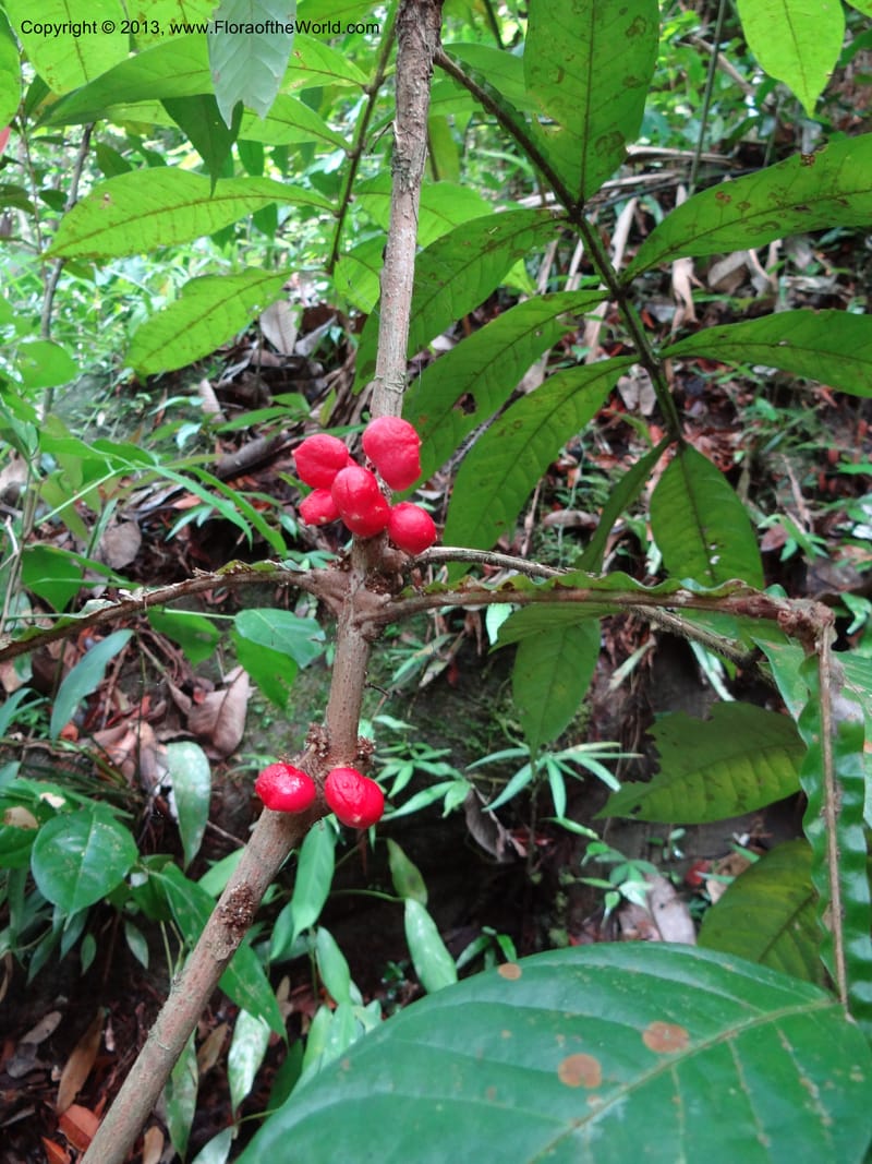 Lepisanthes ramiflora, Buerki 324--Malaysia, Sarawak. Bako Nat. Park. Lintang Trail. 30 Mar 2012.  NDSC06186 (158).JPG