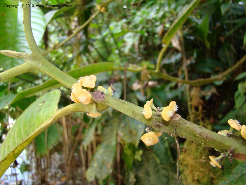 Siparuna pauciflora, B. Hammel 24703--Costa Rica. Prov. Limon. Selva Bananito Lodge. 13 Apr 08. 197.jpg