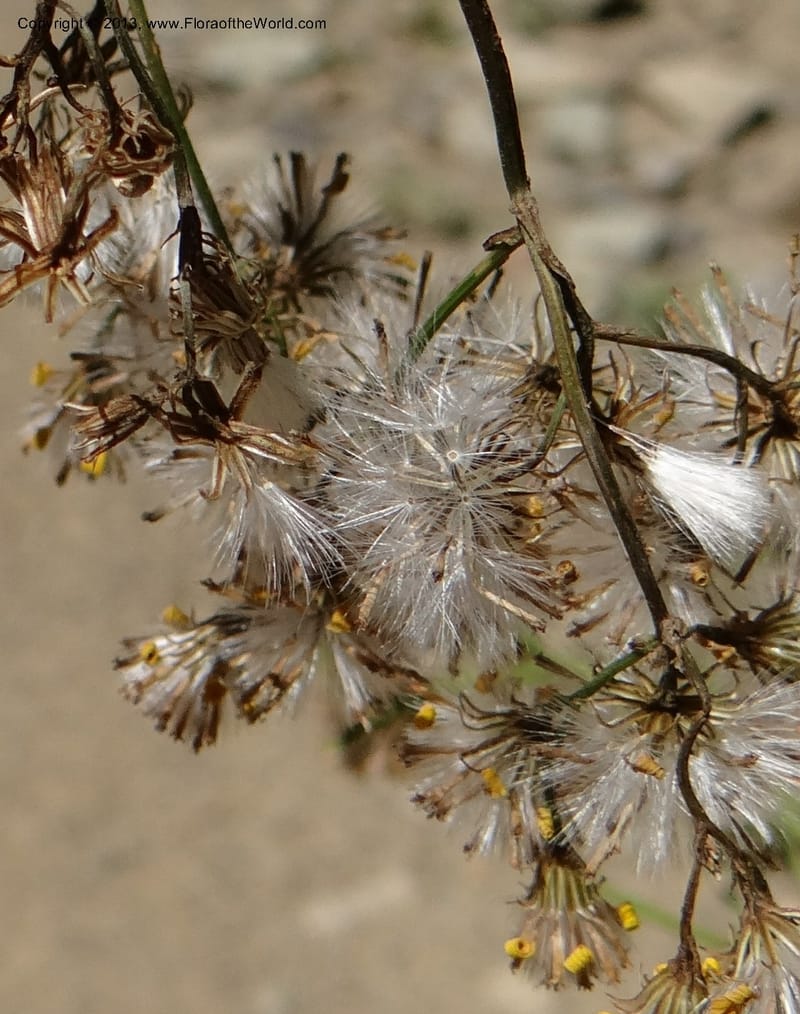 Senecio glaber, W. D. Stevens 34159--Chile, PN Siete Tazas. 21 Feb 2013  99374 (11).JPG