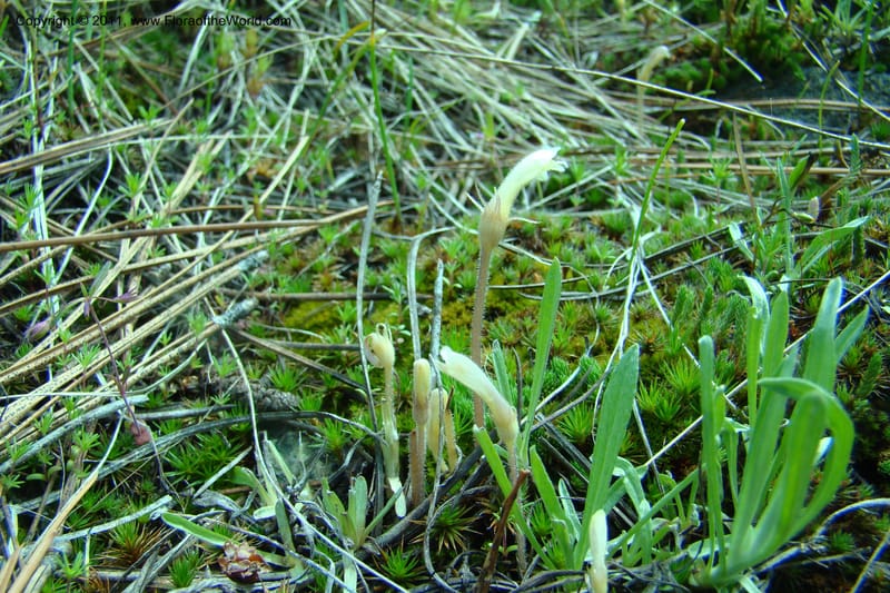 Orobanche uniflora, C. Davidson 11440--Idaho. Valley Co. Payette Lake. Sylvan Beach. 7 June 2009. 077.jpg