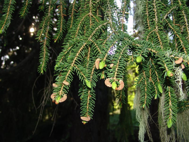 Picea orientalis--Georgia. Bakuriani Botanical Garden. Forest. 7 Jun 05. 079.jpg