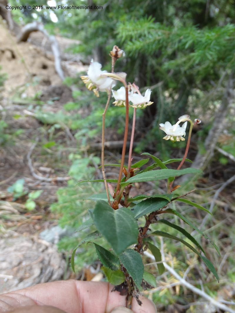 Chimaphila menziesii, Davidson, C 12632--ID. Idaho Co. Seven Devils Campground. 11 Aug 2014. DSC00412 (78).JPG