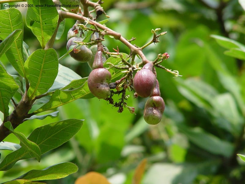 Anacardium occidentale--Cameroon. Limbe Botanic Garden. 4 Dec 03. 148.jpg